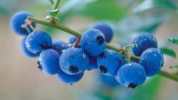 Συσκευασίες μύρτιλλων (blueberries)